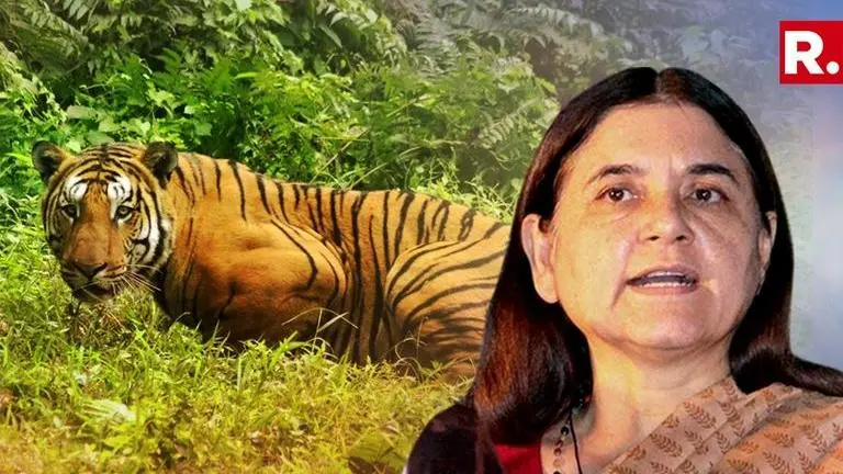 On "brutal murder" of Tigress Avni, irate Maneka Gandhi lashes out at Maharashtra forests minister and questions use of alleged mass-wildlife killer. Read here On "brutal murder" of Tigress Avni, irate Maneka Gandhi lashes out at Maharashtra forests minister and questions use of alleged mass-wildlife killer. Read here