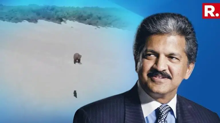 'This is the best Monday Morning video', says Anand Mahindra about Bear cub's awe-inspiring willpower and implied lesson in child-rearing