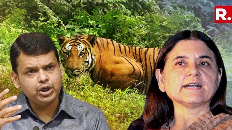 Tigress Avni's Killing: Maharashtra CM Fadnavis Announces Probe I ...