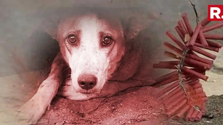 Diwali 2018: 11 tips to keep your pets healthy and happy during the festival Diwali 2018: 11 tips to keep your pets healthy and happy during the festival