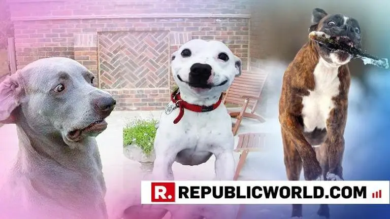 You think your dog is smart? Study says no.