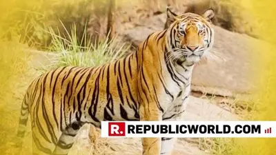 384 tigers killed in India in last 10 years, reveals RTI 384 tigers killed in India in last 10 years, reveals RTI