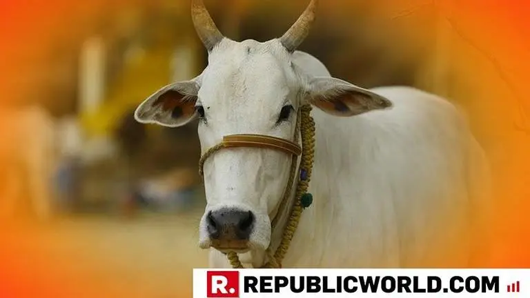Three-months pregnant cow raped in Andhra Pradesh