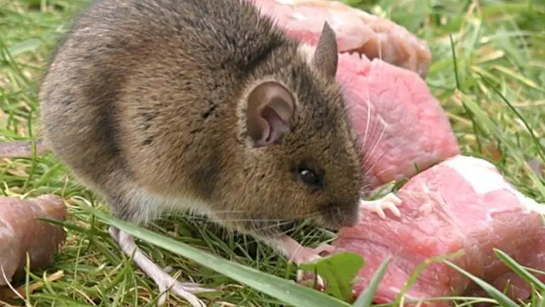 No chicken or pork, Kumarikata village in Assam sells rat meat No chicken or pork, Kumarikata village in Assam sells rat meat