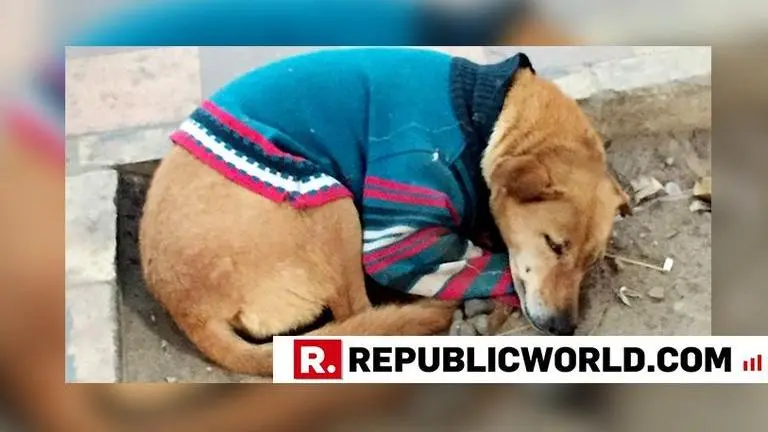Delhi dresses up street dogs in sweaters to keep them warm in this frosty weather Delhi dresses up street dogs in sweaters to keep them warm in this frosty weather