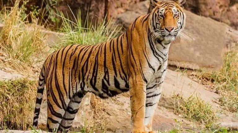 Odisha: Similipal tiger reserve loses 75 tigers in 12 years Odisha: Similipal tiger reserve loses 75 tigers in 12 years
