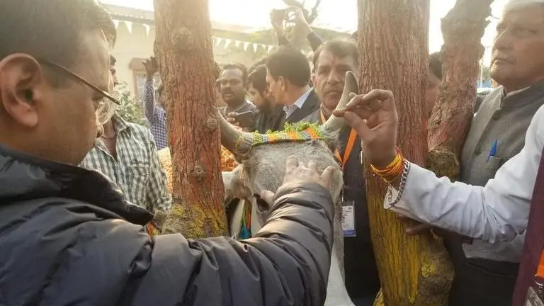 It's a 'sin' to seek votes in name of cows: Arvind Kejriwal It's a 'sin' to seek votes in name of cows: Arvind Kejriwal