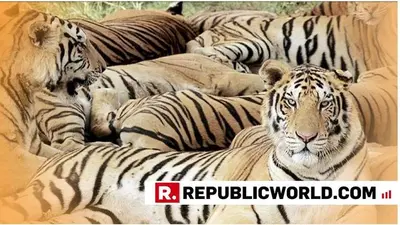 429 tigers killed by poachers since 2008, reveals RTI reply 429 tigers killed by poachers since 2008, reveals RTI reply