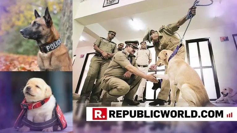 Five Belgian Shepherd dogs inducted in Mumbai police; six Labrador puppies inducted in Chandigarh police Five Belgian Shepherd dogs inducted in Mumbai police; six Labrador puppies inducted in Chandigarh police