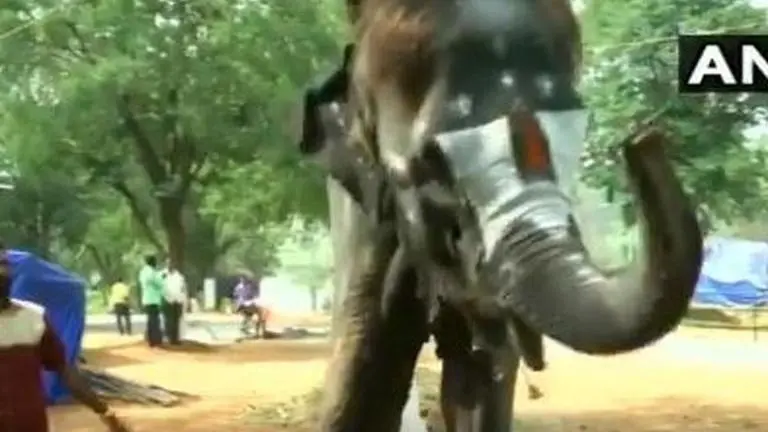 MARVELLOUS | Elephant in Tamil Nadu can play the mouth organ. Watch the video here. MARVELLOUS | Elephant in Tamil Nadu can play the mouth organ. Watch the video here.
