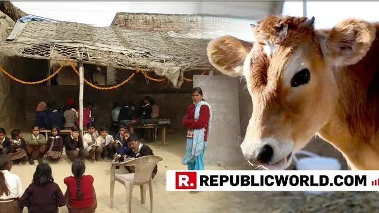 Stray cattle menace: Villagers lock cows in UP school Stray cattle menace: Villagers lock cows in UP school