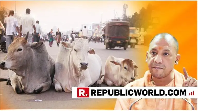 Yogi Adityanath government allots Rs 447 crore for cow protection in Uttar Pradesh Yogi Adityanath government allots Rs 447 crore for cow protection in Uttar Pradesh