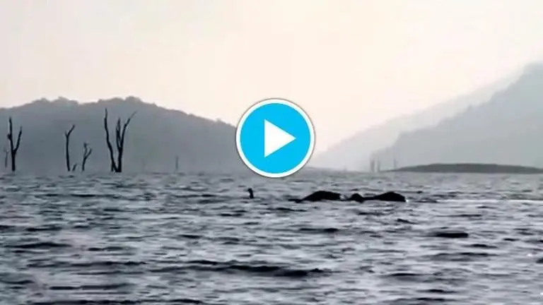 Netizens can't get enough of video of elephants swimming in Kerala river, make it go viral. Watch it here Netizens can't get enough of video of elephants swimming in Kerala river, make it go viral. Watch it here