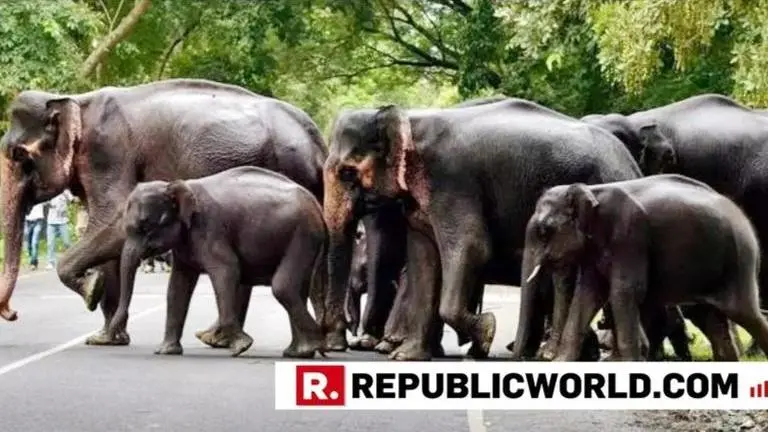Here's how elephant-train accidents and fatalities were significantly reduced in Assam, saving over 100 elephant lives