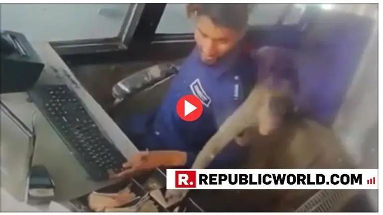 WATCH: Monkey stole Rs 5,000 cash from a toll plaza in broad daylight then runs away. Video goes viral WATCH: Monkey stole Rs 5,000 cash from a toll plaza in broad daylight then runs away. Video goes viral