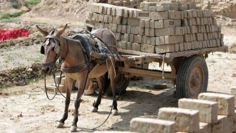 Animals declared as 'legal persons' by Punjab and Haryana High Court, big step towards their protection Animals declared as 'legal persons' by Punjab and Haryana High Court, big step towards their protection