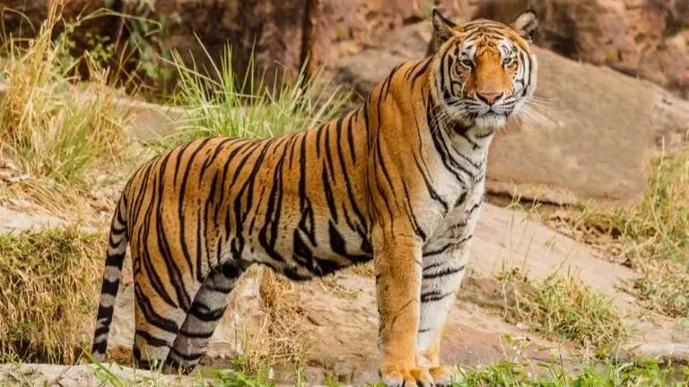 Tigers killing and eating elephants in Corbett National Park: Govt study reveals worrying phenomenon Tigers killing and eating elephants in Corbett National Park: Govt study reveals worrying phenomenon