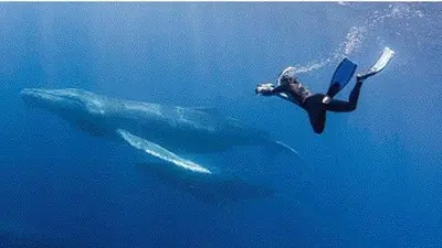 Mumbai man arrested for possessing Rs. 1.7 crore-worth whale vomit: Cops Mumbai man arrested for possessing Rs. 1.7 crore-worth whale vomit: Cops