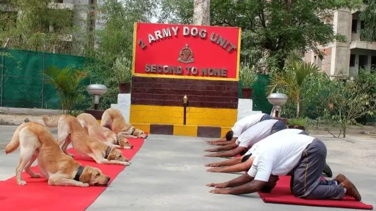 IN PICTURES | International Yoga Day 2019: Army Dog Unit performs Yoga, along with security forces across the country IN PICTURES | International Yoga Day 2019: Army Dog Unit performs Yoga, along with security forces across the country