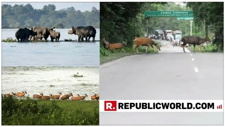 Assam Floods: Wildlife affected at Kaziranga National Park; conservationists highlight threat of roadkills & poaching