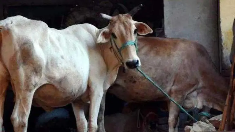 Post-mortem confirms dogs killed cows in Uttar Pradesh shelter