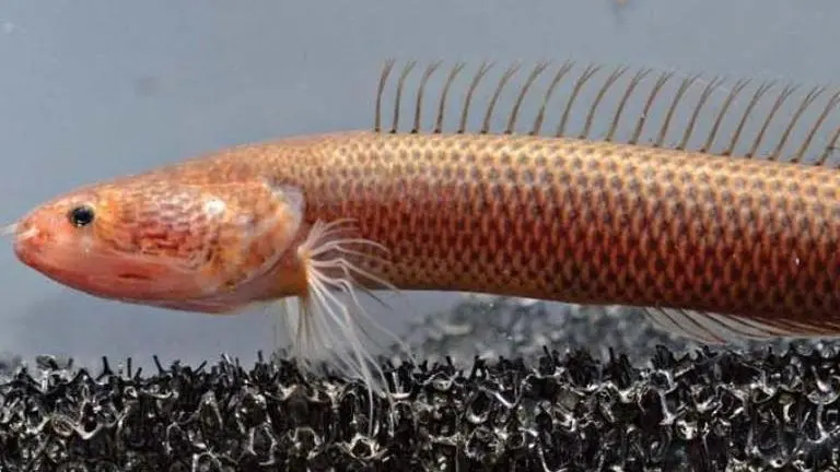 New freshwater fish species discovered in Kerala, details here New freshwater fish species discovered in Kerala, details here