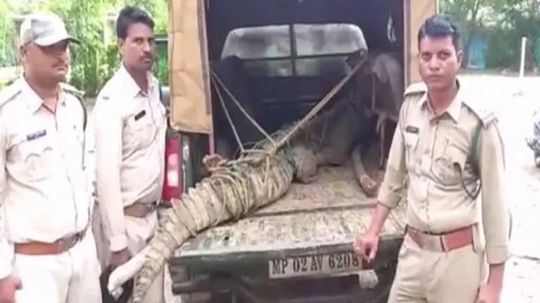 Madhya Pradesh: Flooded river brings in 10-feet-long crocodile into villager's home, locals panic Madhya Pradesh: Flooded river brings in 10-feet-long crocodile into villager's home, locals panic
