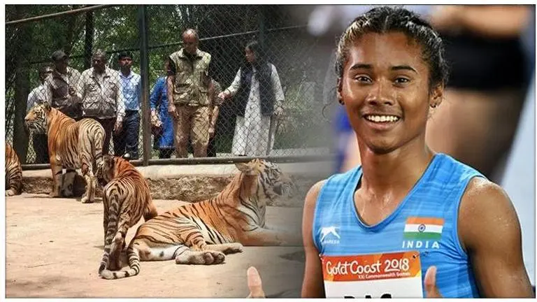International Tiger Day: Karnataka park honours Hima Das by naming a tiger cub after her