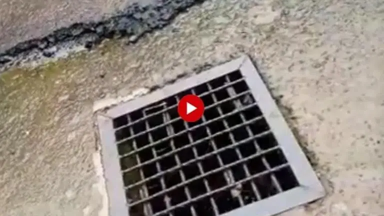 In video that will spook you, humongous crocodile emerges from a road-side drain in Maharashtra's Chiplun