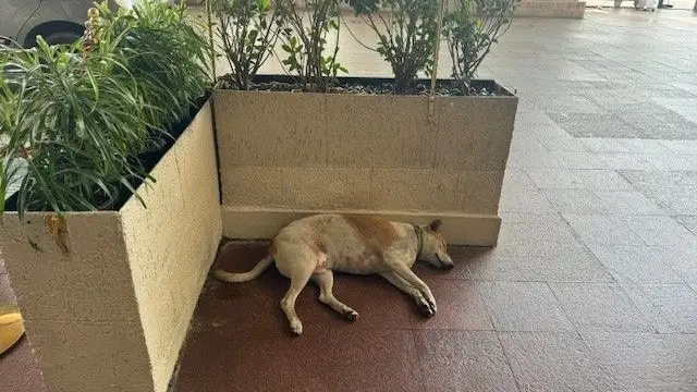 Ratan Tata's “Strict Instructions”: HR Pro Shares Story Of Stray Dog At Taj Hotel HR Pro Shares Story Of Stray Dog At Taj Hotel