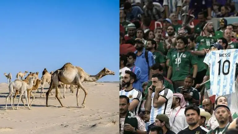 What's 'camel flu'? World Cup fans at risk of infection 'deadlier' than Covid, say reports Qatar World Cup