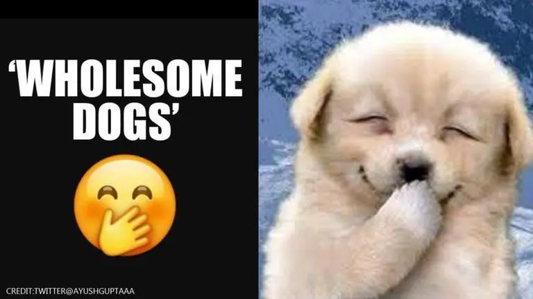 Twitter thread of emojis as dogs winning hearts on internet; See pics emojis