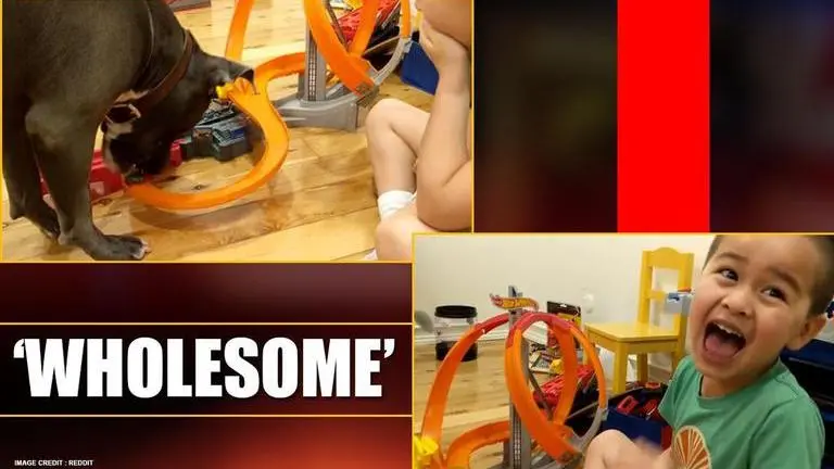 'Good companion': Dog playing with toy car leaves kid laughing uncontrollably, watch companion