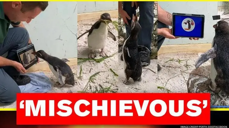 Video captures Pierre the Penguin watching 'Pingu' with caretaker