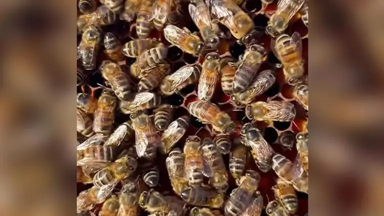 Beekeeper challenges users to find a lone drone in a beehive, see if can you spot it drone