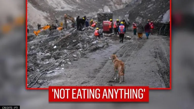Dog waits for days near Uttarakhand ravaged site in hope 'rescuers will save its puppies' Dog