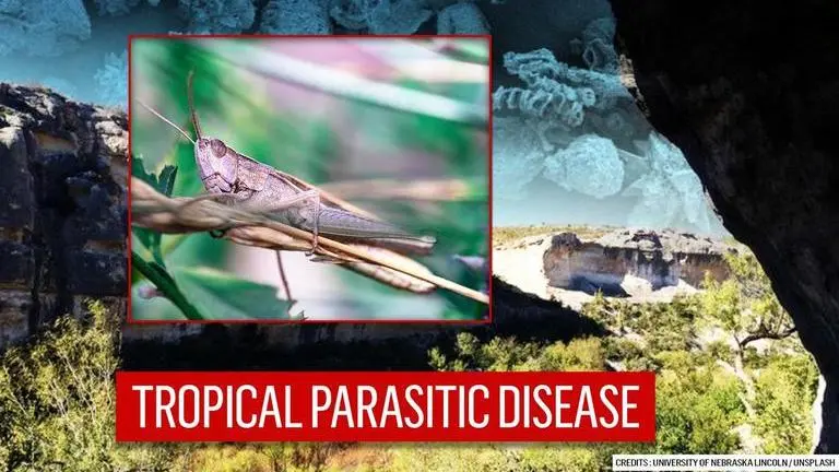 Man who lived 1000 years ago had fatal constipation due to ‘grasshopper diet’ man