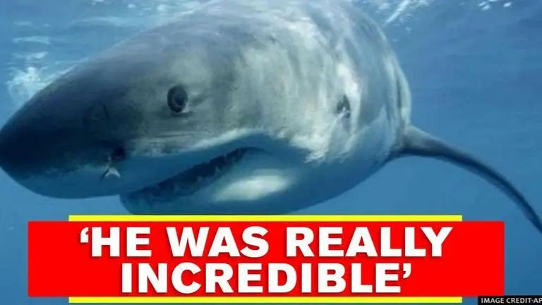 Witness hails Australian man who saved his wife from shark attack as 'hero' witness