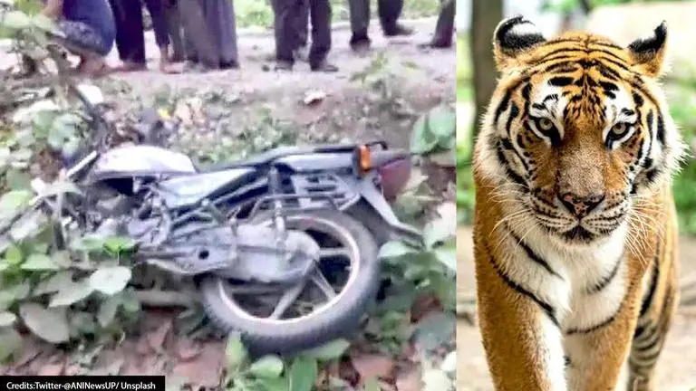 UP: Tiger attacks 3 men in Pilibhit's forest area, kills 2 and injures 1 Tiger attack