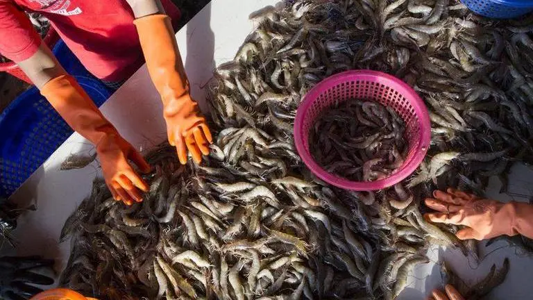 Seafood industry struggling to stay afloat amid outbreak