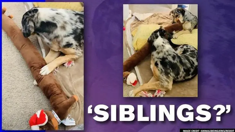 Dog siblings