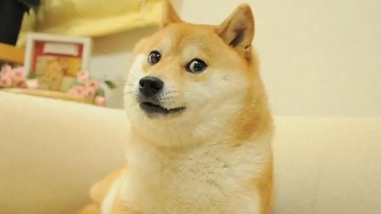 Doge Shiba Inu