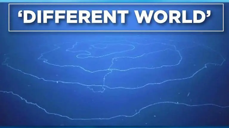 Experts discover siphonophore apolemia with 'UFO structure', netizens curious