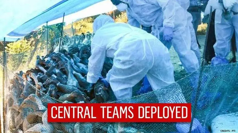 Bird Flu Outbreak: Centre deploys Rapid Response teams to monitor situation in 7 states Bird flu