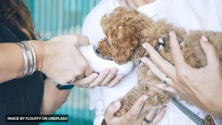 World Veterinary Day Images to share with friends and your veterinarian World Veterinary Day Images