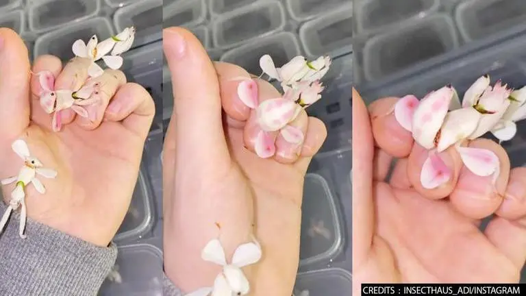 WATCH: Insects mimic orchid flowers to blend in surroundings; leave netizens in awe Orchids