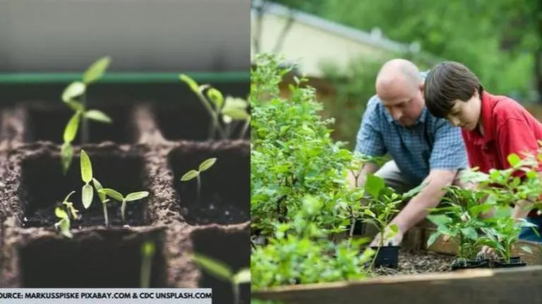 Home Gardening: Four cost-effective types of home gardens that one must try home gardening