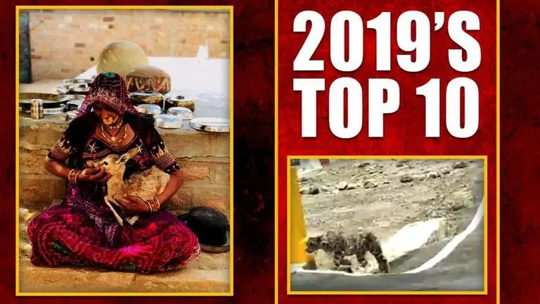 10 wildlife videos of 2019: From cow obeying traffic rules to elephant funeral 10 Wildlife videos of 2019