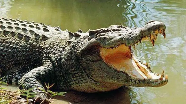 Croc pays visit to home in Kerala; captured and released