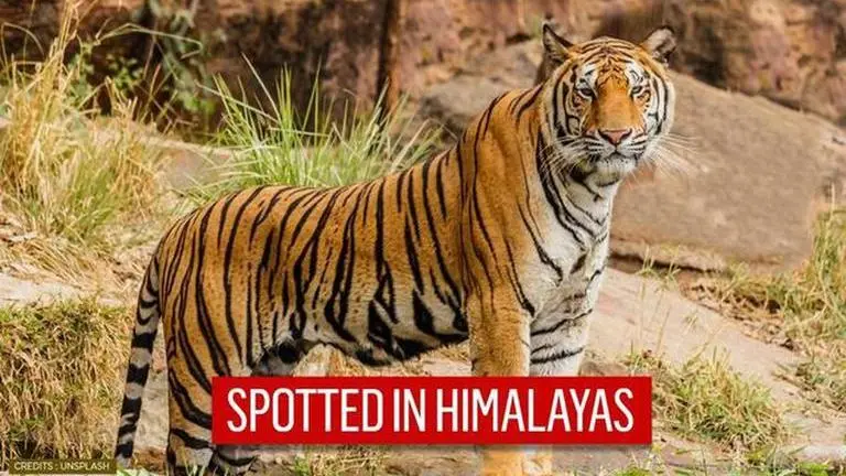 Tiger sighting above 3,000m altitude in Nepal raises concerns about climate change impact Tiger